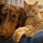 Are You a Cat or Dog When it Comes to Conflict?